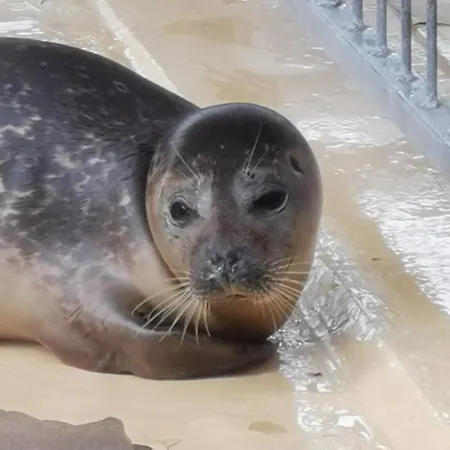 Irene In Strackholt * Großefehn