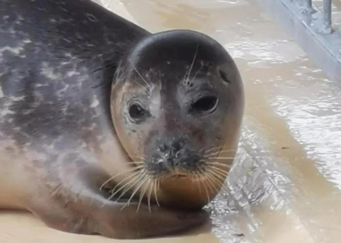 Irene In Strackholt * Grossefehn